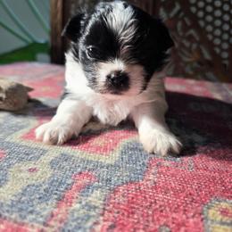 Finn - Black male Mi-Ki puppy in San Francisco, California from Moonstone miki's