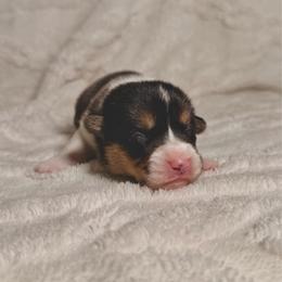 Girl 4 - Black and tan female Pembroke Welsh Corgi puppy in Northwood, Iowa from Sorrel Sands Corgis