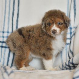 White Rabbit - Red merle female Aussiedoodle puppy in Delta, Colorado from PTK Ranch