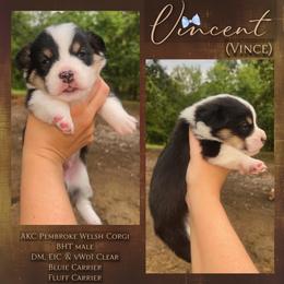 Vincent (Vince) - Black and tan male Pembroke Welsh Corgi puppy in Benton, Arkansas from High Cotton Corgis