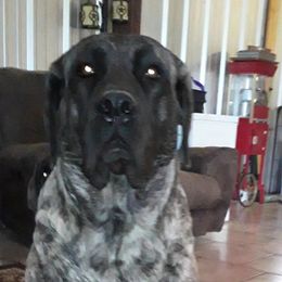 Gina - Mastiff