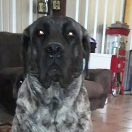 Gina - Mastiff