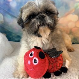 Grand Champion Pluto - male Shih Tzu puppy in New York, New York from Falling Star