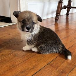 Foxy - Sable male Pembroke Welsh Corgi puppy in Northampton, Massachusetts from Lola’s Corgis
