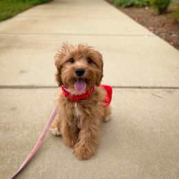 Cavapoo and Goldendoodle Puppies from Divinity Grace Cavapoos