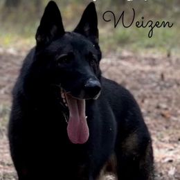 Zeke - German Shepherd