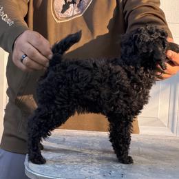 Jewel - Black female Poodle puppy in Florence County, South Carolina from Modern Family Standards