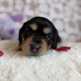 Bob - Black and tan male Dachshund puppy in Morristown, Tennessee from Hillside Hounds