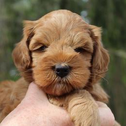 Australian Labradoodle Puppies from Catskill Country Labradoodles