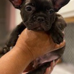 French Bulldogs from 4 Palms Frenchies