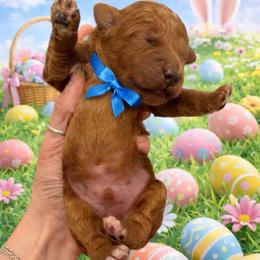 Hoppy(blue) - Red  male Goldendoodle puppy in Hot Springs, Arkansas from Hot Springs Kennels
