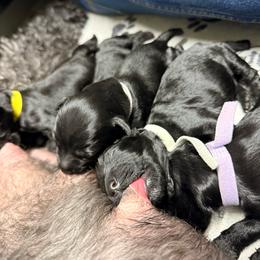 Girl 5 - Slate blue female Kerry Blue Terrier puppy in Salt Lake City, Utah from Marble Mountain Kerry Blue Terriers
