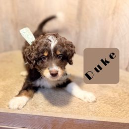 Duke (reduced) - Brown and white male Aussiedoodle puppy in Valdosta, Georgia from Designer Doodles of South GA