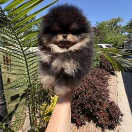 Lucinda - Black and tan female Pomeranian puppy in Grayslake, Illinois from Touch Of Clouds Poms
