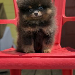 Violets girl - Blue and tan female Pomeranian puppy in Ector, Texas from BB Pomeranians