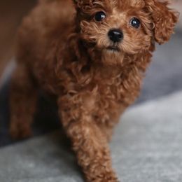 Cavapoo, Cockapoo, and Poodle Puppies from Heavenly Puppies to Love