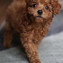 Cavapoo, Cockapoo, and Poodle Puppies from Heavenly Puppies to Love