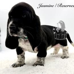Jasmine - Black and white female Basset Hound puppy in Dingess, West Virginia from Tuckers' Howling Hounds