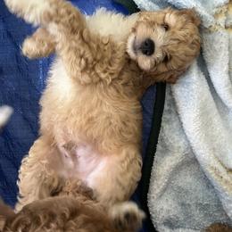 Nifkin - male Golden Mountain Doodle puppy in Grand Junction, Colorado from Belles Golden Mountain Doodles