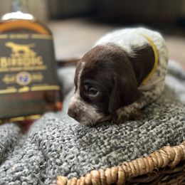 German Shorthaired Pointer Puppies from Bequest German Shorthaired Pointers