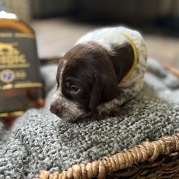 German Shorthaired Pointer Puppies from Bequest German Shorthaired Pointers