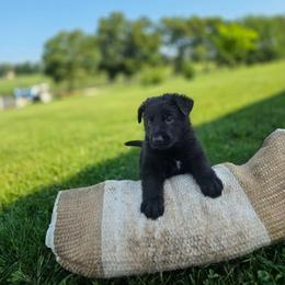 Gray K von Charry - Black male German Shepherd puppy in Midway, Kentucky from Von Charry German Shepherd’s