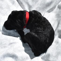 Red Collar Male - Black and white male Aussiedoodle puppy in Parma, Idaho from Arena Valley Acres
