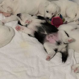 Siberian Husky Puppies from Loveland Siberian Huskies
