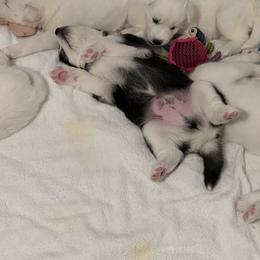 Siberian Husky Puppies from Loveland Siberian Huskies