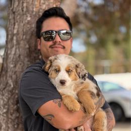 Lainey (Lainey) - Red merle female Australian Shepherd puppy in Ramona, California from Blue Moon Aussies
