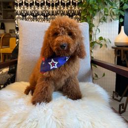 Marco - Red  male Goldendoodle puppy in Davie, Florida from Daviegoldendoodles