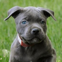 Cane Corso from Sawtooth Cane Corso