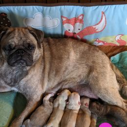 Ginger - Pug