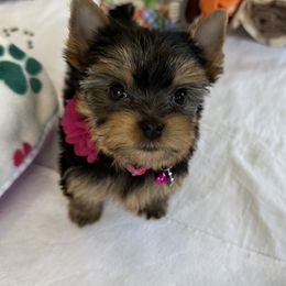 Yorkshire Terrier Puppies from Yorkie Paw