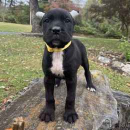 Bianca (ears are cropped) - Black female Cane Corso puppy in Lititz, Pennsylvania from Lititz Cane Corsos