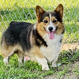 Blue - Pembroke Welsh Corgi