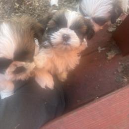 Heart - Silver gold and white female Shih Tzu puppy in Kelseyville, California from Cobb Mountain Shih Tzus, Paragon Pomeranians