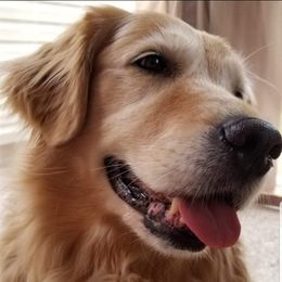Golden Retrievers from Goldnview Golden Retrievers