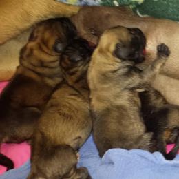 Mastiffs from Deborah's Mastiffs