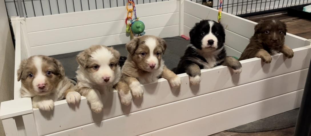 Zink Ranch Mini Aussies in Oklahoma | Miniature Australian Shepherd ...