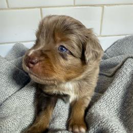 Limerick - Red merle male Toy Australian Shepherd puppy in Spokane Valley, Washington from Northern Roots Aussies