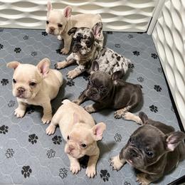 French Bulldog Puppies from Timeka Mayfield's French Bulldogs