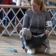 Lowchen from PreVi Kennels