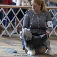 Lowchen from PreVi Kennels