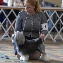 Lowchen from PreVi Kennels