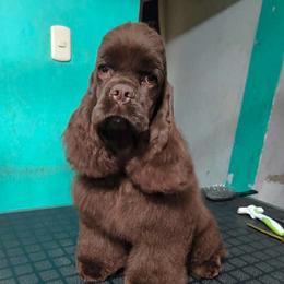 Margot - Cocker Spaniel