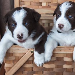 Border Collies from Silver Creek Ridge