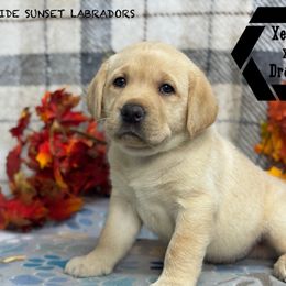 Black collar - Yellow male Labrador Retriever puppy in Beaverdam, Virginia from Riverside Sunset Labrador Retrievers