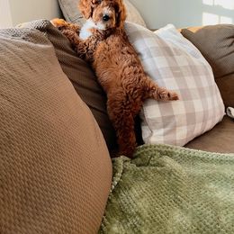 Poodle Puppies from A & K Kennels