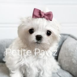 Sabina - Maltese puppy from Petite Pawz